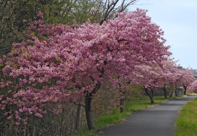 桜並木-一本道